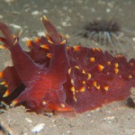 Lomanotus Genei