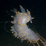 Lomanotus Genei