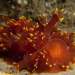 Lomanotus Genei: mating