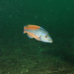 Male Cuckoo Wrasse