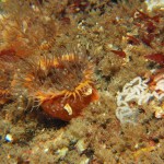  Sagartia Elegans Miniata with Tritonia Hombergi spawn