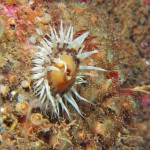 Sagartia Elegans Minata