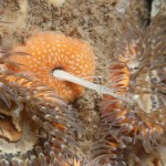 Sagartia Elegans Minata: this action / reaction i.e. extruding strands is unknown to me, very first time I've come across this. Maybe some one can enlighten further on what is actually happening here. 