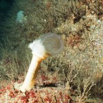 Moon jellyfish taken as food