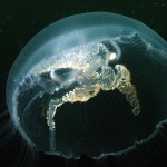 Moon Jellyfish