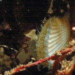 Scallop
