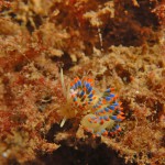 Nudibranch: Cuthona Caerulea