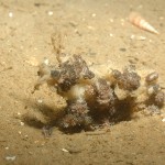 Doto Coronata