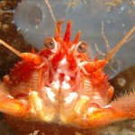 Long Clawed Squat Lobster
