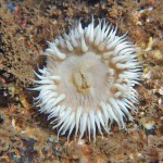 Sagartia Elegans Nivea