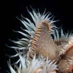 Sagartia Elegans Nivea  (the shot taken from the side)