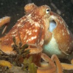 Common Octopus