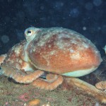 Common Octopus