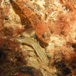 Paddle Worm with Goby