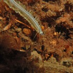 Paddle Worm 