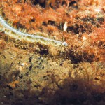 Paddle Worm