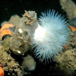 Plumose Anemone