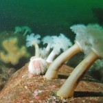 Plumose Anemones