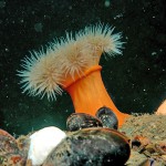 Plumose Anemone
