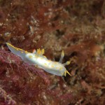 Polycera Faeroenis