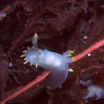 Polycera Faeroenis