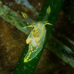 Polycera Quadrilineata