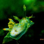 Polycera Quadrilineata