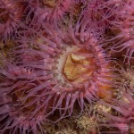 Sagartia Elegans Rosea - elegant anemone Rosea