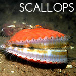 Scallops