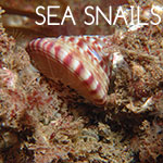Sea Snails