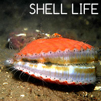 Shell-Life