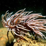 Snakelock Anemone