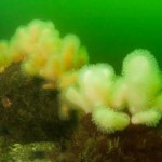 A very healthy looking example of soft corals safe to develop and thrive in the Lamlash Bay No Take Zone