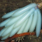 Squid Eggs