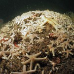 Large aggregation of common starfish