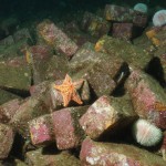 Sunstar on Brick Wreck