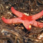 Blood Henry Starfish