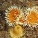 Sagatia Elegans Venusta