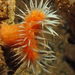 Sagatia Elegans Venusta