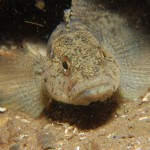 Black Goby