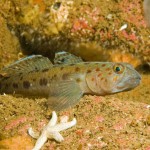 Leopard Spotted Goby