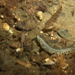 Painted Goby & Paddle Worm