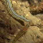 Painted Goby & Paddle Worm