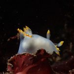 Polycera Faeroenis